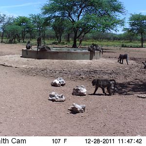 Chacma Baboon Trail Camera Namibia