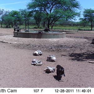 Chacma Baboon Trail Camera Namibia