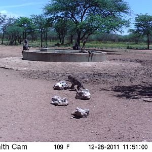 Chacma Baboon Trail Camera Namibia