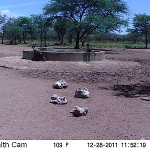 Chacma Baboon Trail Camera Namibia