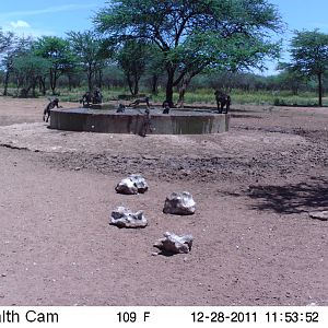 Chacma Baboon Trail Camera Namibia