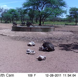 Chacma Baboon Trail Camera Namibia