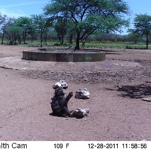 Chacma Baboon Trail Camera Namibia