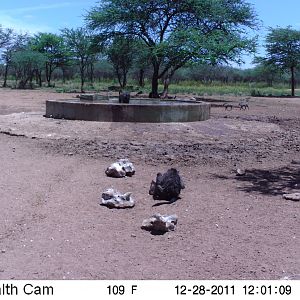 Chacma Baboon Trail Camera Namibia