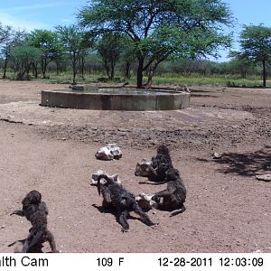 Chacma Baboon Trail Camera Namibia