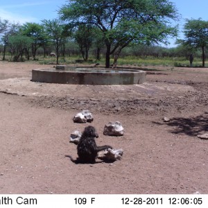 Chacma Baboon Trail Camera Namibia