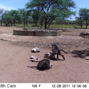 Chacma Baboon Trail Camera Namibia