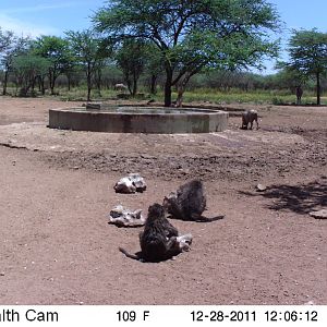 Chacma Baboon Trail Camera Namibia