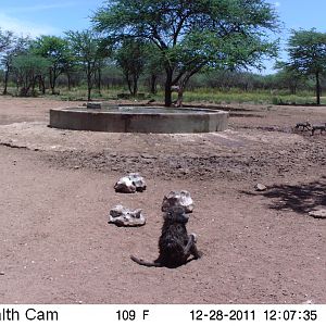 Chacma Baboon Trail Camera Namibia