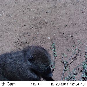 Chacma Baboon Trail Camera Namibia