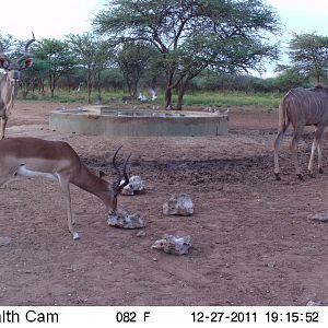 Greater Kudu Trail Camera Namibia