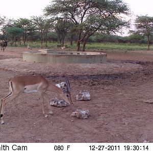 Trail Camera Namibia