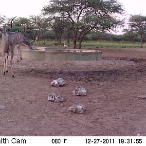 Greater Kudu Trail Camera Namibia