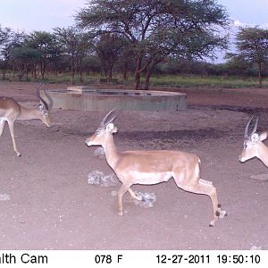 Trail Camera Namibia