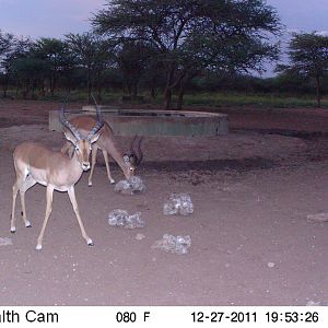 Trail Camera Namibia