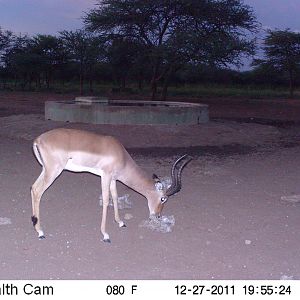 Trail Camera Namibia