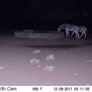 Zebra Trail Camera Namibia