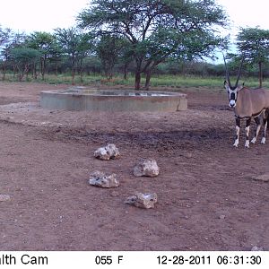 Trail Camera Namibia