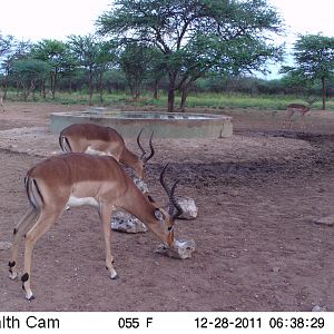 Trail Camera Namibia