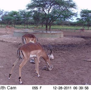 Trail Camera Namibia