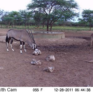 Trail Camera Namibia