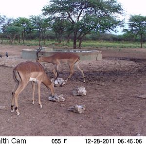 Trail Camera Namibia