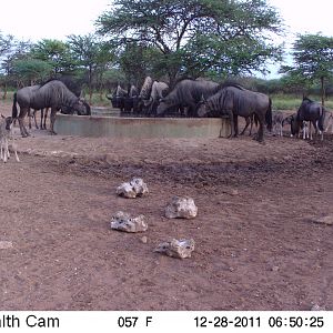 Trail Camera Namibia