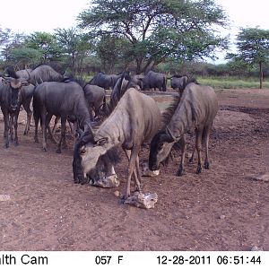 Trail Camera Namibia