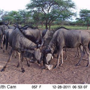 Trail Camera Namibia