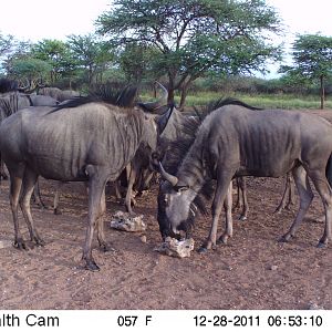 Trail Camera Namibia