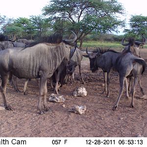 Trail Camera Namibia