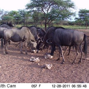 Trail Camera Namibia