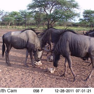 Trail Camera Namibia