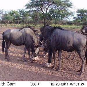 Trail Camera Namibia