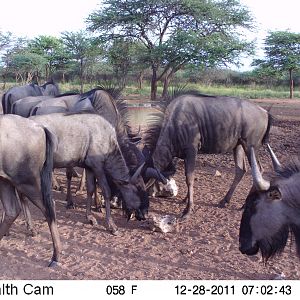 Trail Camera Namibia