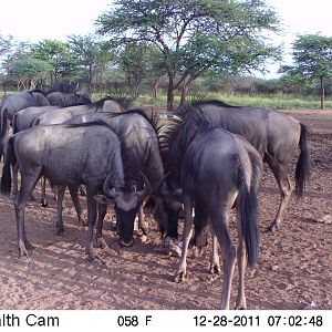 Trail Camera Namibia