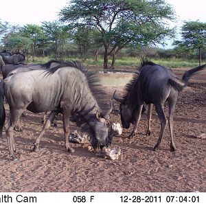 Trail Camera Namibia