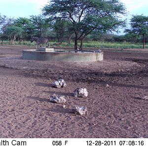 Trail Camera Namibia