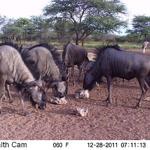 Trail Camera Namibia