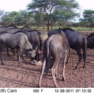 Trail Camera Namibia