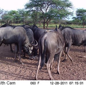 Trail Camera Namibia