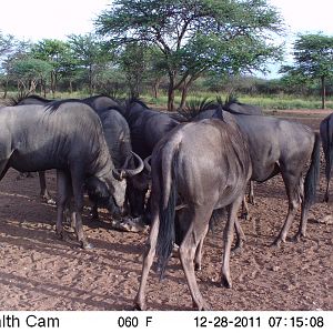 Trail Camera Namibia