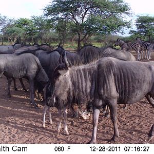 Trail Camera Namibia