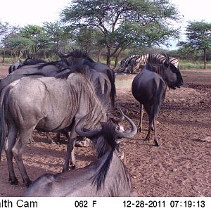 Trail Camera Namibia