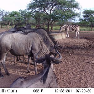 Trail Camera Namibia