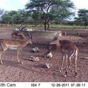 Trail Camera Namibia