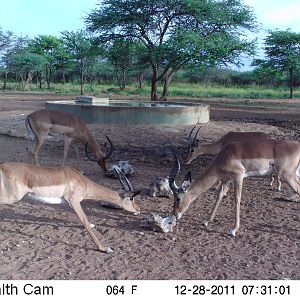 Trail Camera Namibia