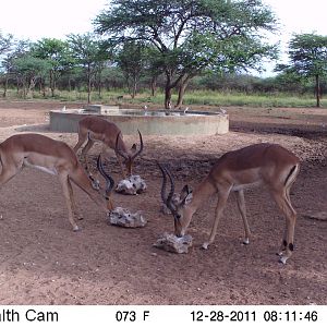 Trail Camera Namibia