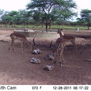 Trail Camera Namibia