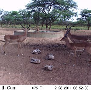 Trail Camera Namibia